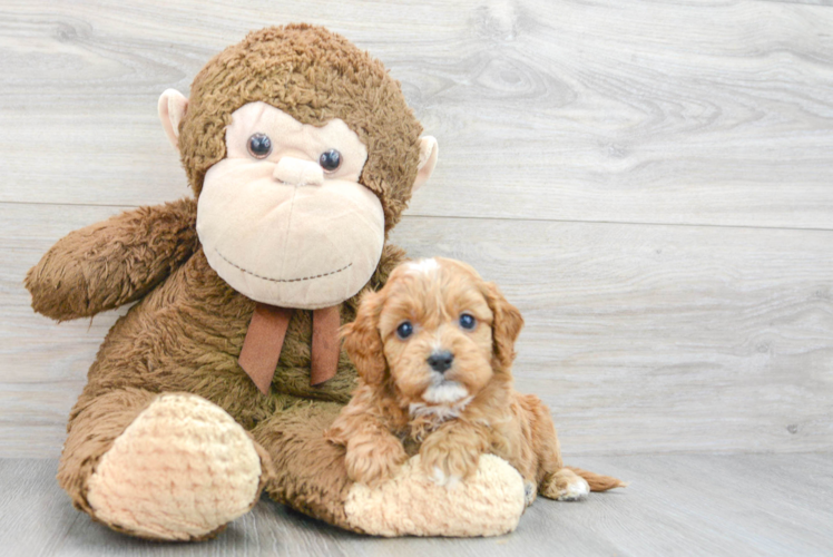 Meet Edith - our Cavapoo Puppy Photo 1/3 - Puppy Love PR Cavapoo Puppy for Adoption
