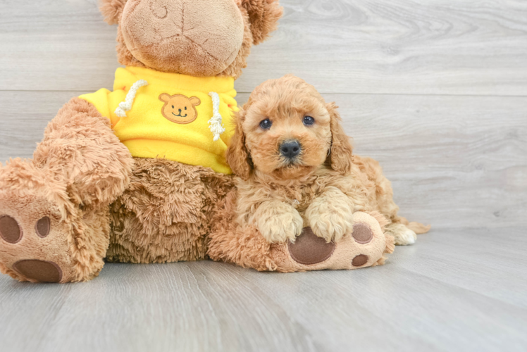 Hypoallergenic Cavoodle Poodle Mix Puppy