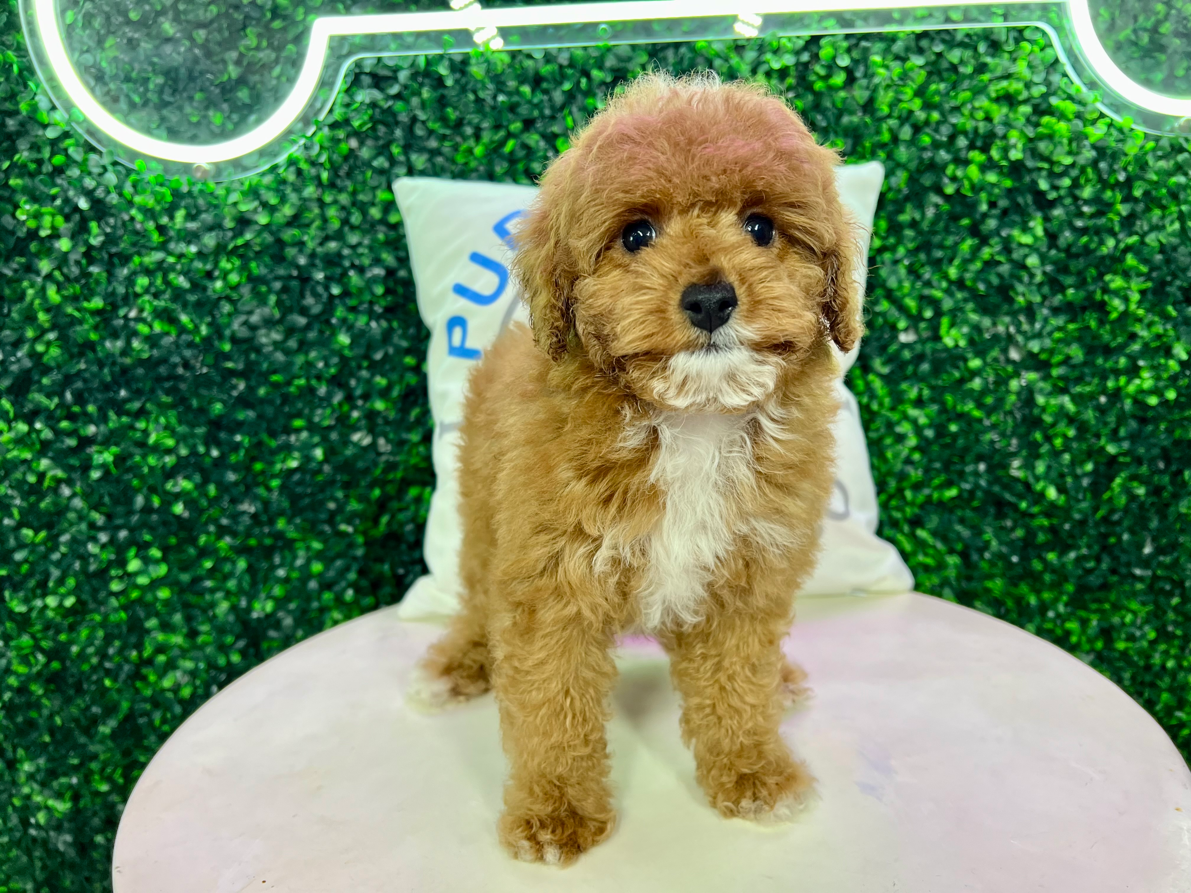 Best Cavapoo Baby
