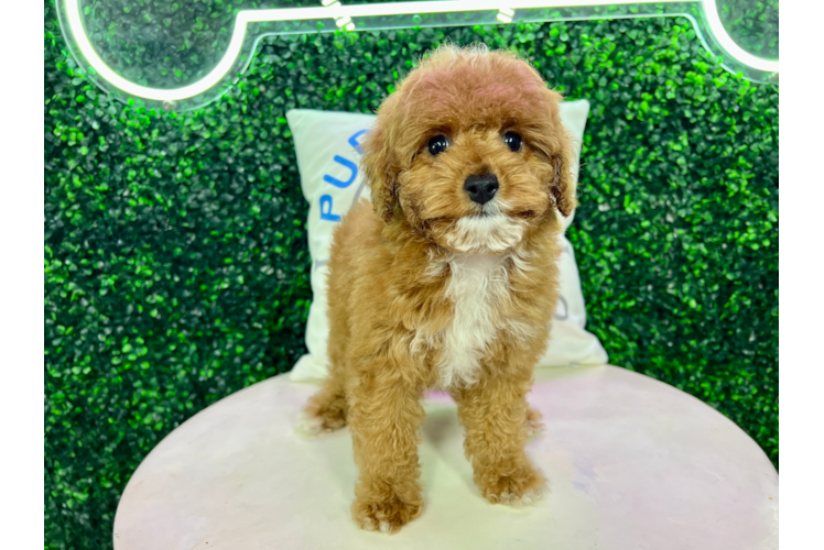 Meet Edith - our Cavapoo Puppy Photo 1/4 - Puppy Love PR Best Cavapoo Baby
