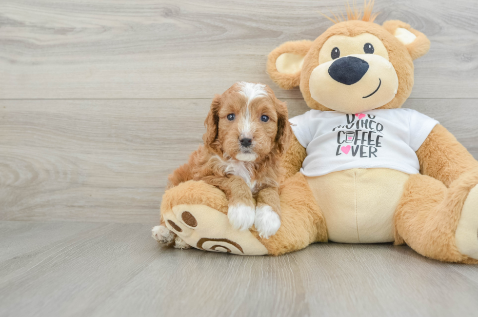 5 week old Cavapoo Puppy For Sale - Puppy Love PR