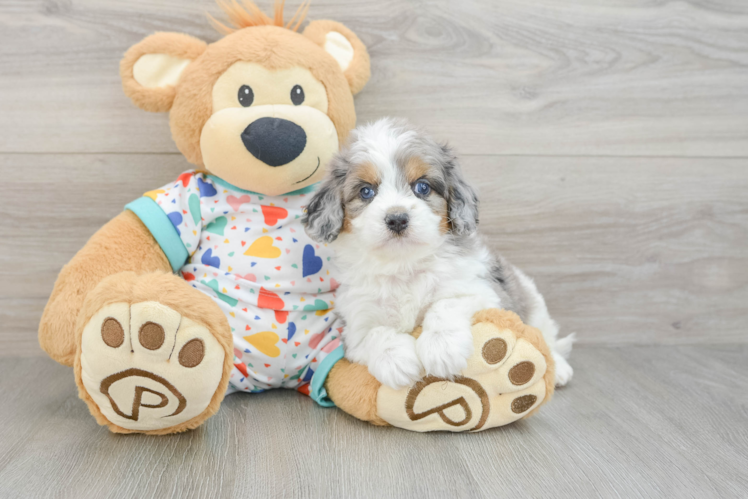 Cavapoo Puppy for Adoption