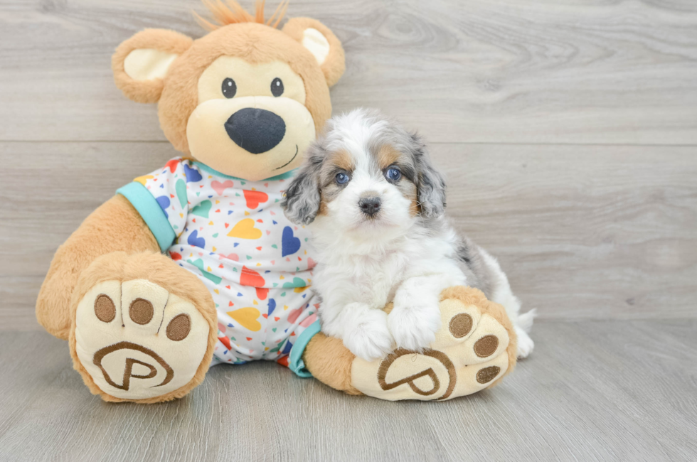 5 week old Cavapoo Puppy For Sale - Puppy Love PR