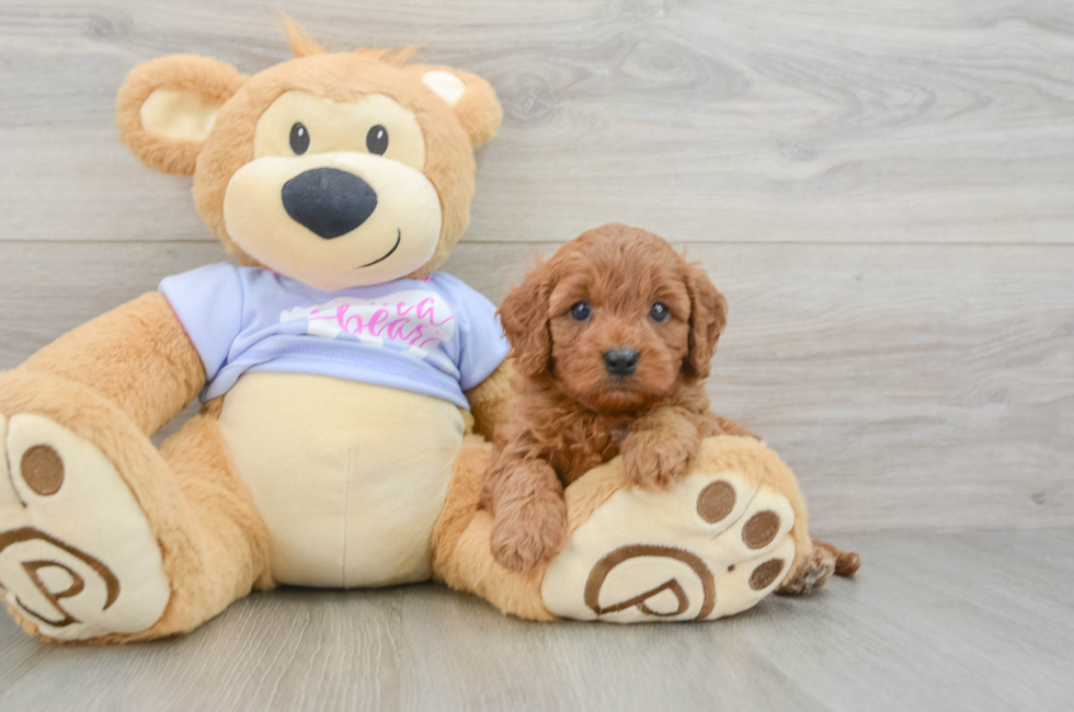 5 week old Cavapoo Puppy For Sale - Puppy Love PR