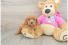 Best Cavapoo Baby