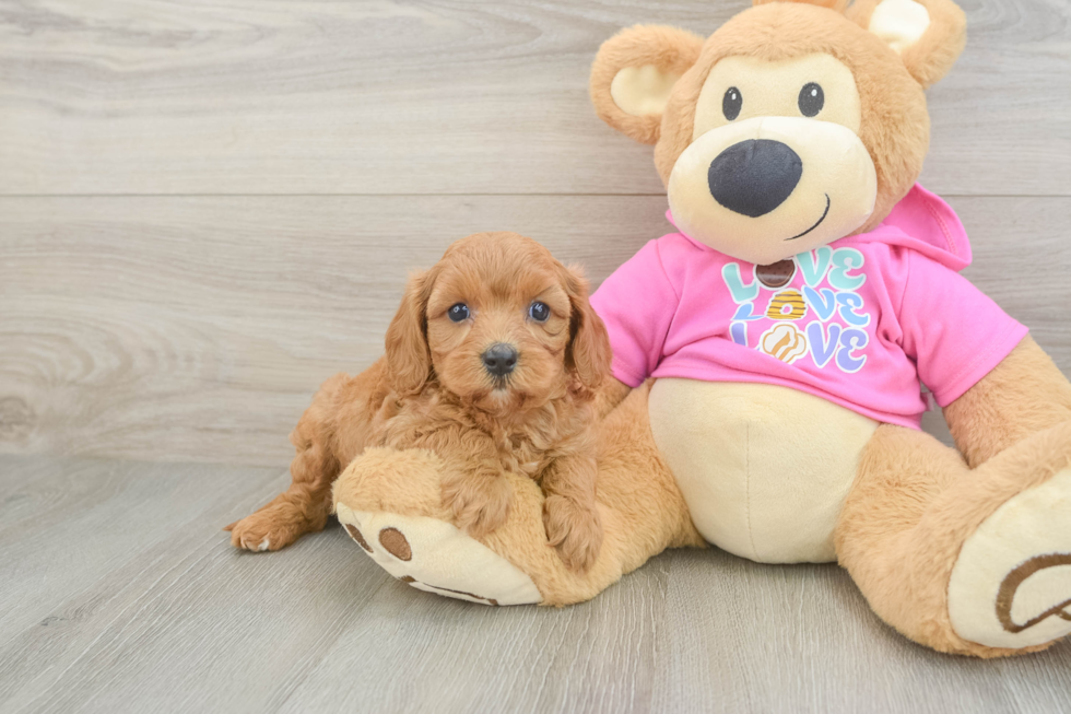 Best Cavapoo Baby