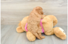 Playful Cavapoodle Poodle Mix Puppy