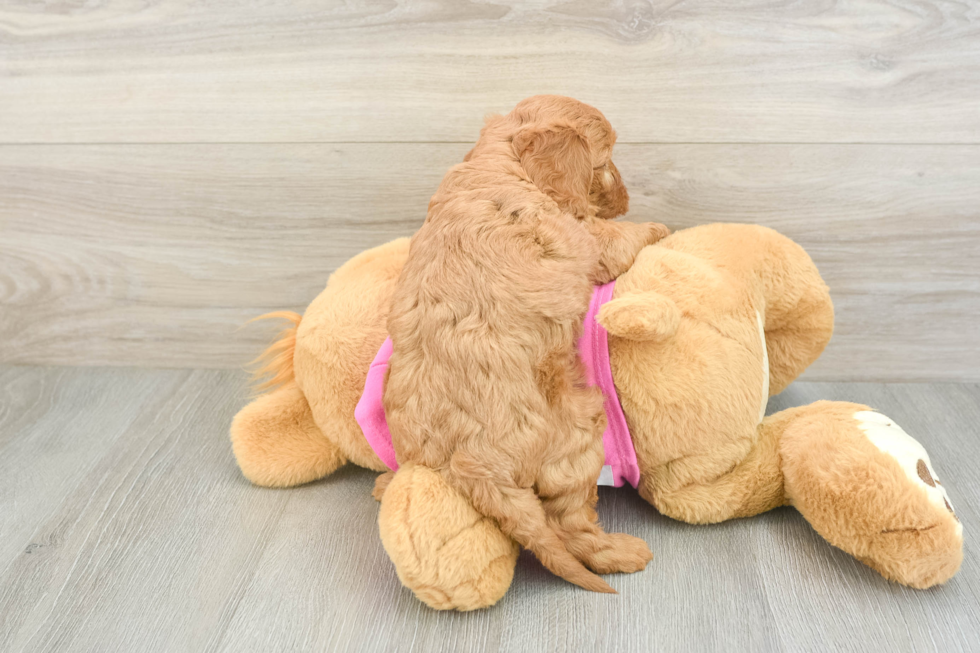Playful Cavapoodle Poodle Mix Puppy