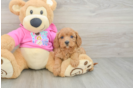 Fluffy Cavapoo Poodle Mix Pup