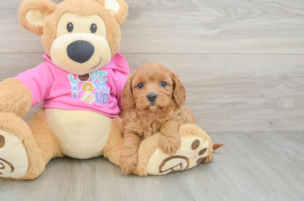 5 week old Cavapoo Puppy For Sale - Puppy Love PR