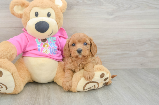 Fluffy Cavapoo Poodle Mix Pup