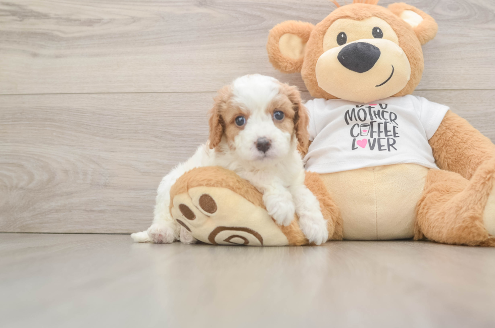 5 week old Cavapoo Puppy For Sale - Puppy Love PR