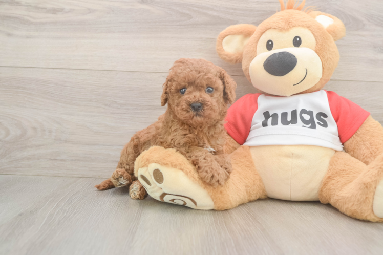 Playful Cavapoodle Poodle Mix Puppy