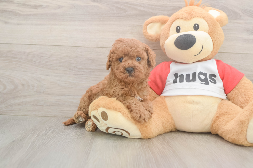 6 week old Cavapoo Puppy For Sale - Puppy Love PR