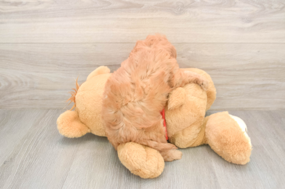 Cavapoo Puppy for Adoption