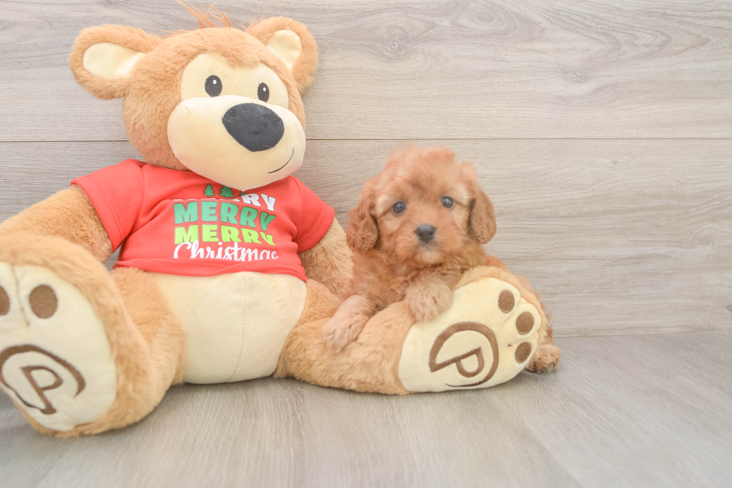 Adorable Cavalier King Charles Spaniel and Poodle Mix Poodle Mix Puppy