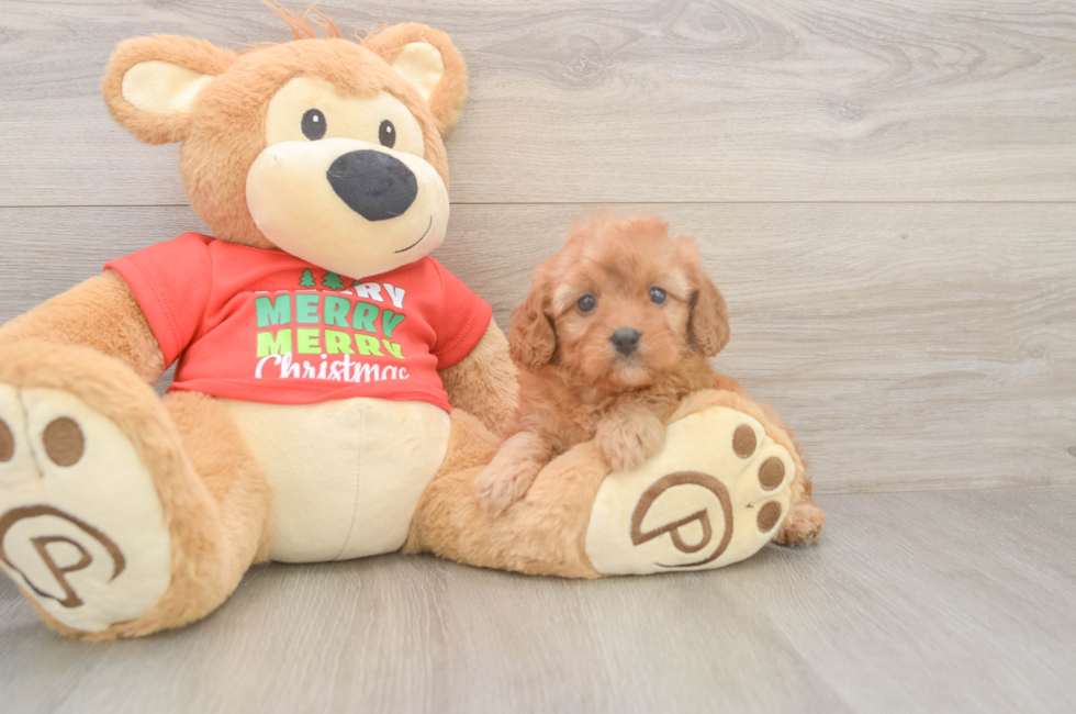 6 week old Cavapoo Puppy For Sale - Puppy Love PR
