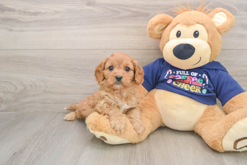 Cavapoo Puppy for Adoption