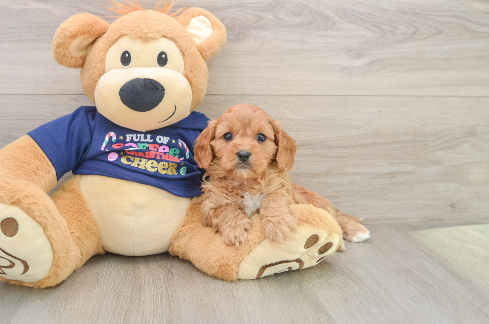 5 week old Cavapoo Puppy For Sale - Puppy Love PR