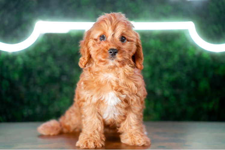 Cavapoo Pup Being Cute