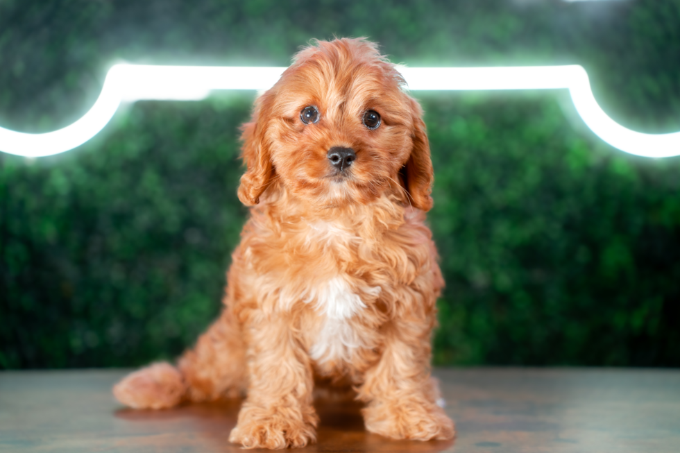 Cavapoo Pup Being Cute