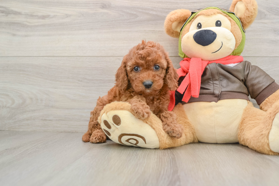 Cavapoo Puppy for Adoption