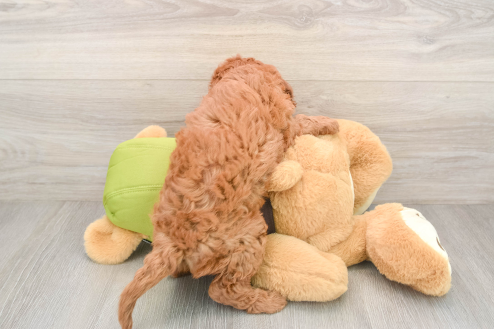 Cavapoo Puppy for Adoption