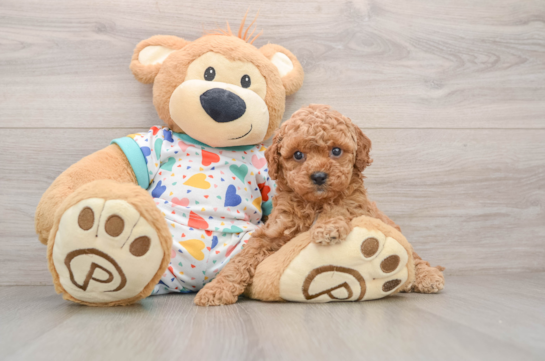 Little Cavipoo Poodle Mix Puppy