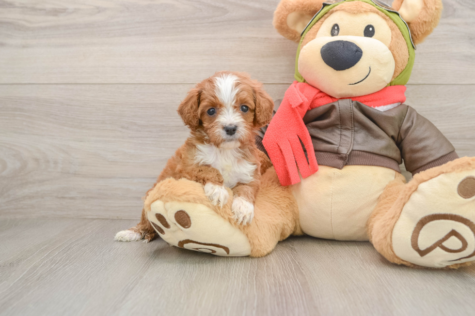Cavapoo Puppy for Adoption