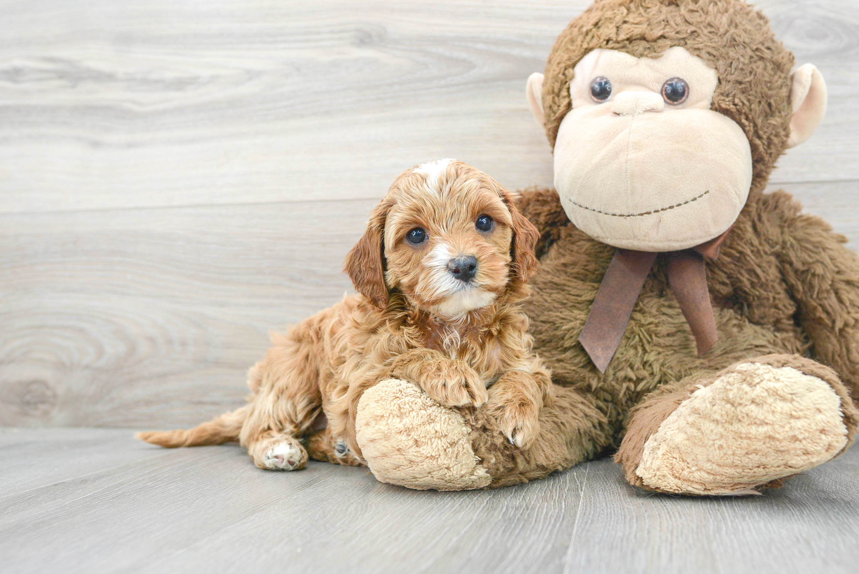 Hypoallergenic Cavoodle Poodle Mix Puppy