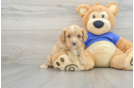 Cavapoo Puppy for Adoption