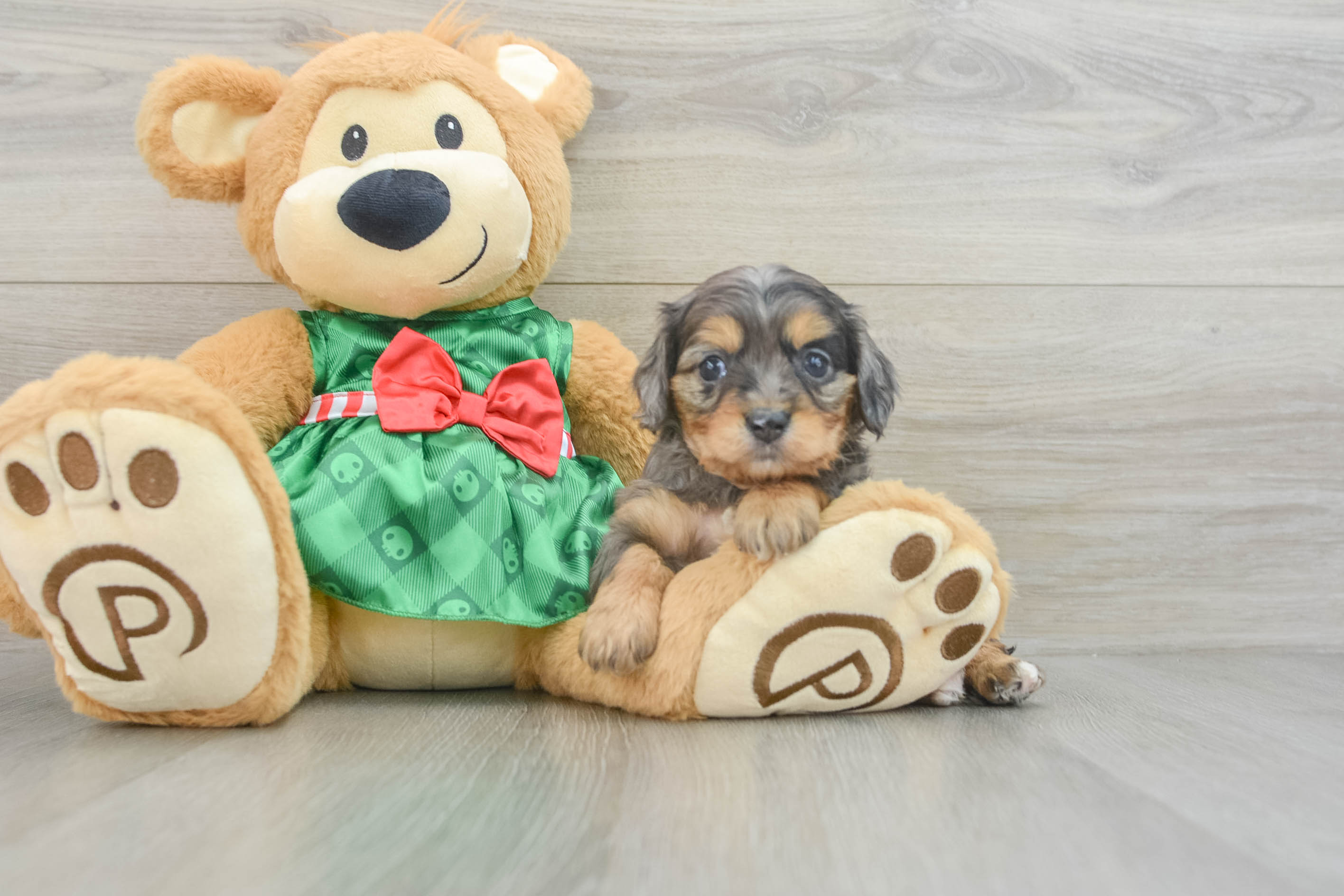 Adorable Cavalier King Charles Spaniel and Poodle Mix Poodle Mix Puppy