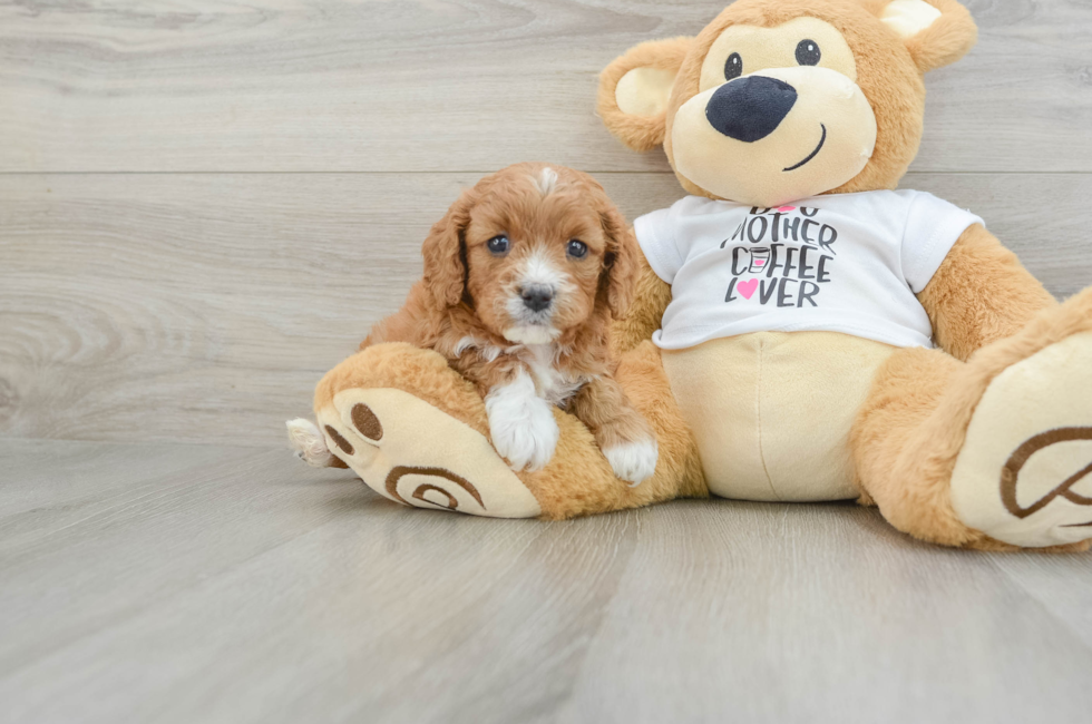 5 week old Cavapoo Puppy For Sale - Puppy Love PR