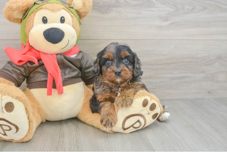 Cavapoo Puppy for Adoption