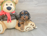 8 week old Cavapoo Puppy For Sale - Puppy Love PR