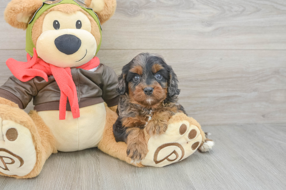6 week old Cavapoo Puppy For Sale - Puppy Love PR