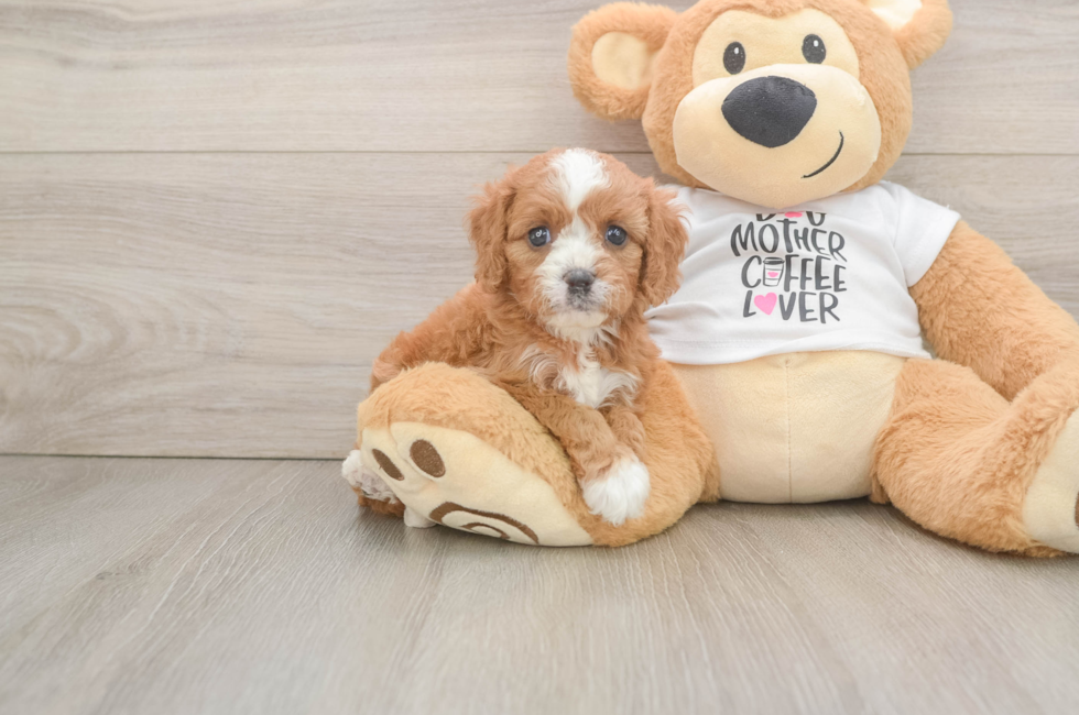5 week old Cavapoo Puppy For Sale - Puppy Love PR