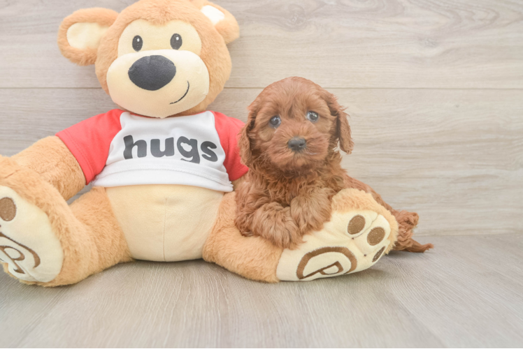 Happy Cavapoo Baby
