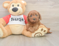 7 week old Cavapoo Puppy For Sale - Puppy Love PR