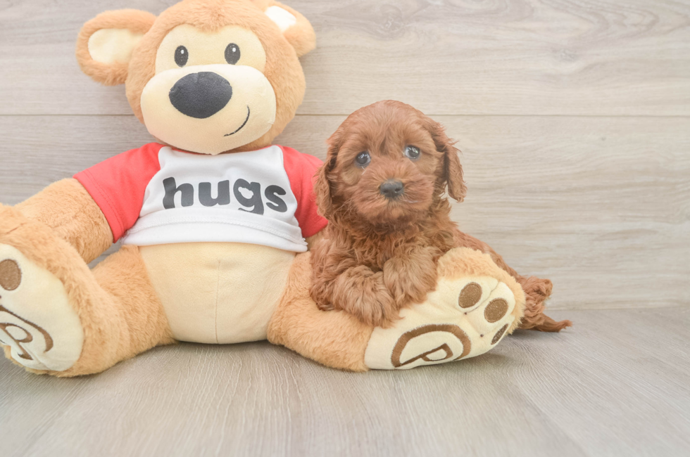 6 week old Cavapoo Puppy For Sale - Puppy Love PR