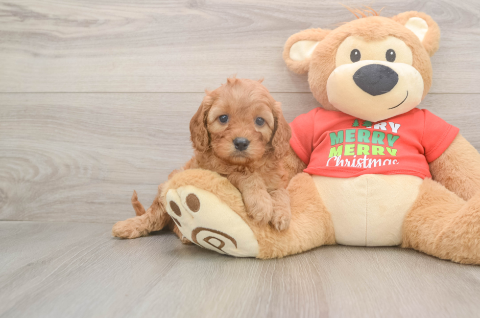 6 week old Cavapoo Puppy For Sale - Puppy Love PR