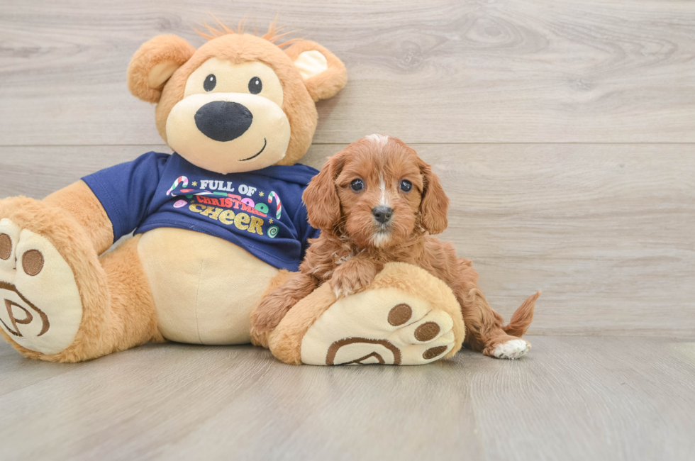 5 week old Cavapoo Puppy For Sale - Puppy Love PR