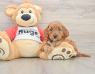 8 week old Cavapoo Puppy For Sale - Puppy Love PR