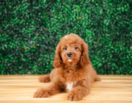 9 week old Cavapoo Puppy For Sale - Puppy Love PR