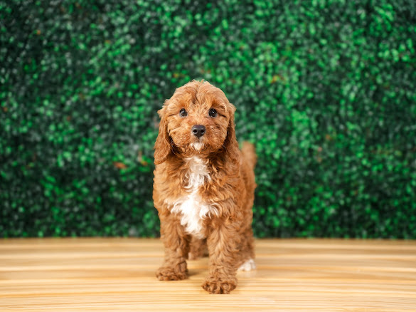 Cavapoo Puppy for Adoption