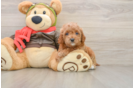 Hypoallergenic Cavadoodle Poodle Mix Puppy