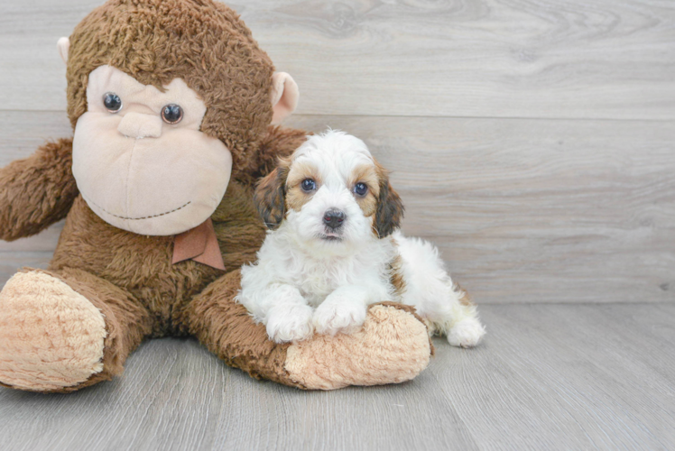 Adorable Cavoodle Poodle Mix Puppy