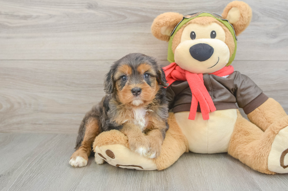 6 week old Cavapoo Puppy For Sale - Puppy Love PR