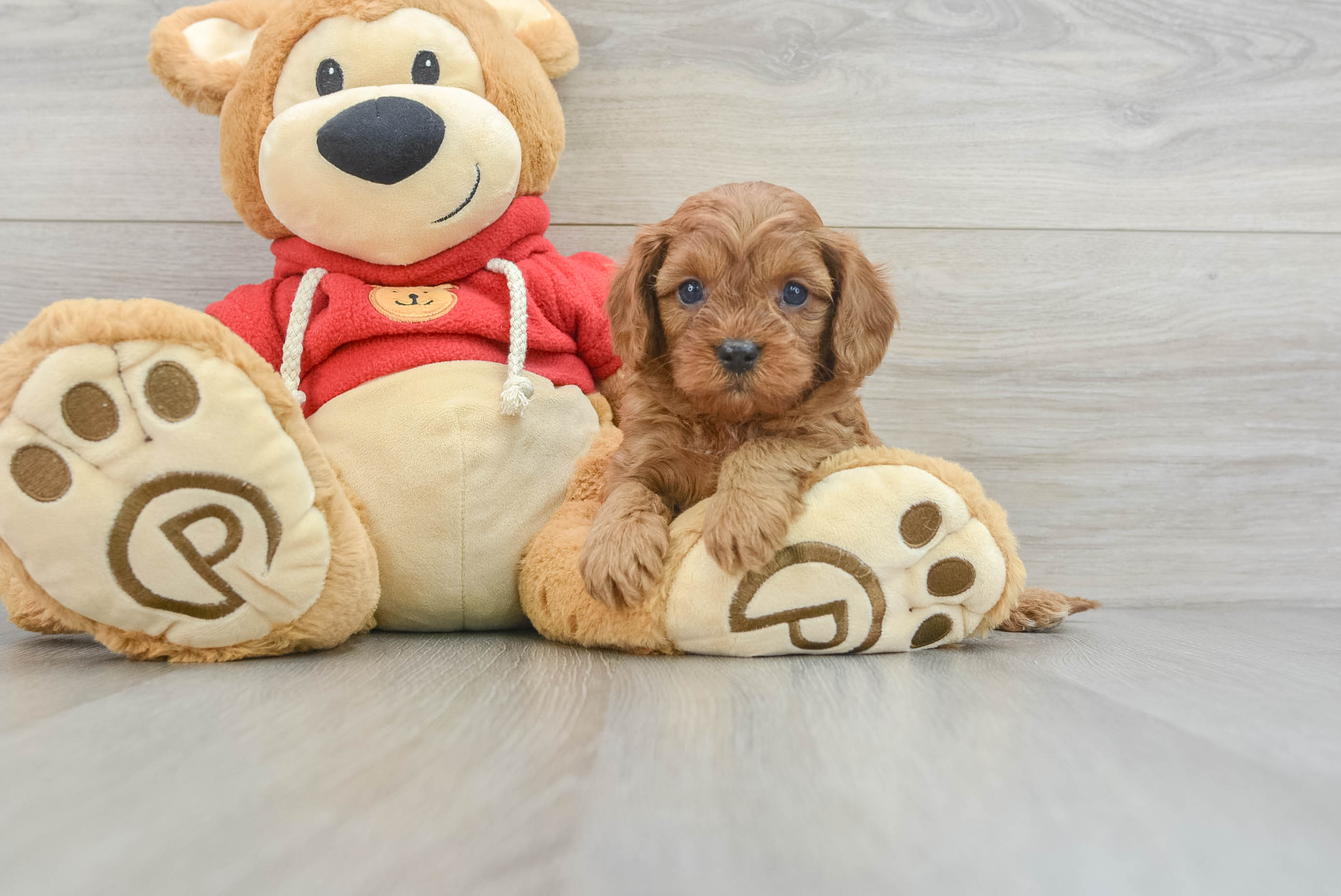 Cute Cavapoo Baby