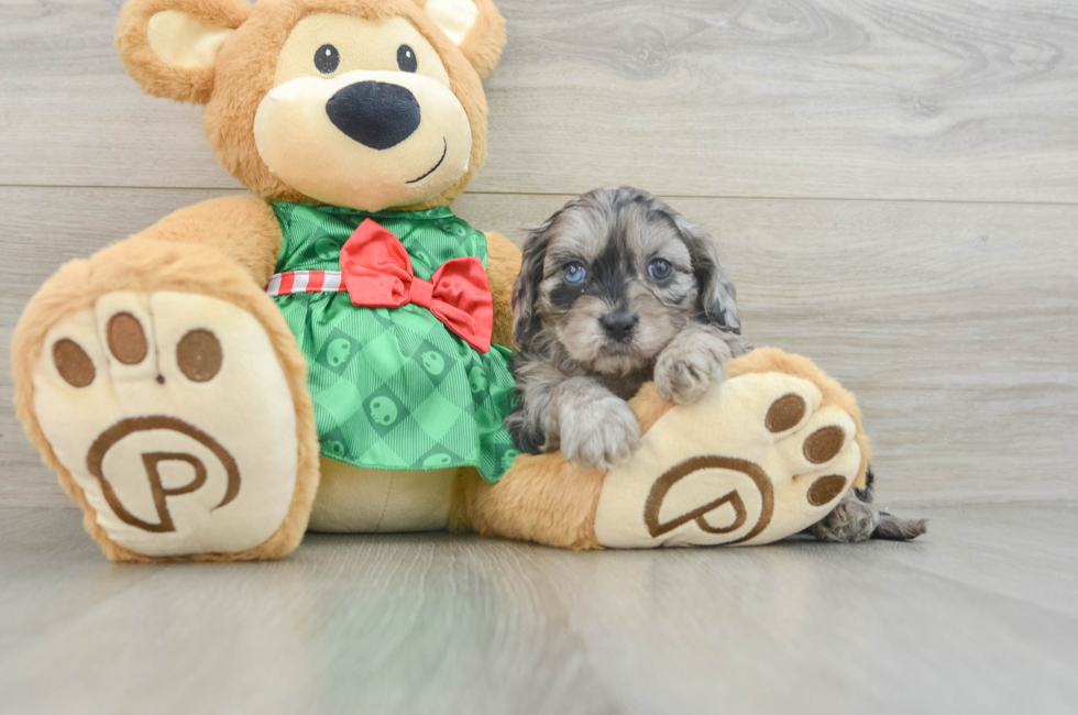 6 week old Cavapoo Puppy For Sale - Puppy Love PR